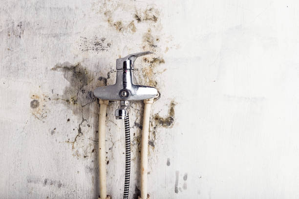 Certified Mold Removal in Niverville, NY