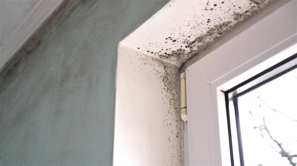 Crawl Space Mold Removal in Niverville, NY