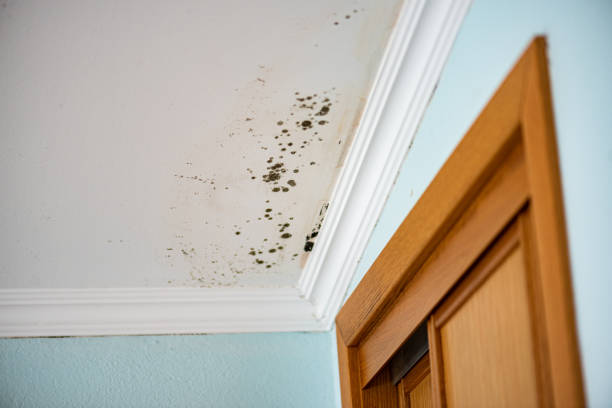 Best Certified Mold Removal  in Niverville, NY