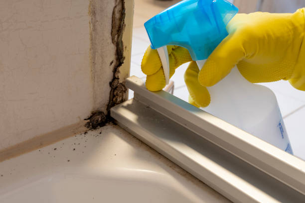 Best Local Mold Removal Service  in Niverville, NY