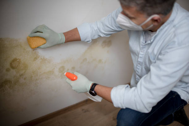 Best Toxic Mold Removal  in Niverville, NY