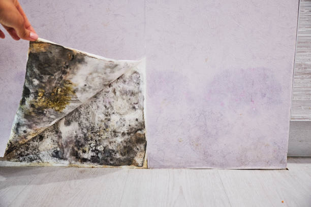 Best Commercial Mold Removal  in Niverville, NY